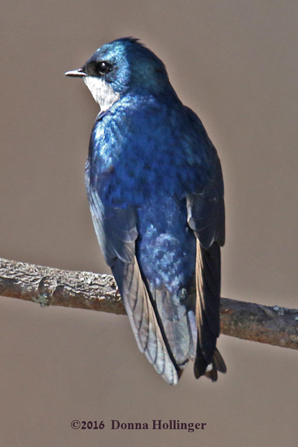 Swallow Watching for his Mate