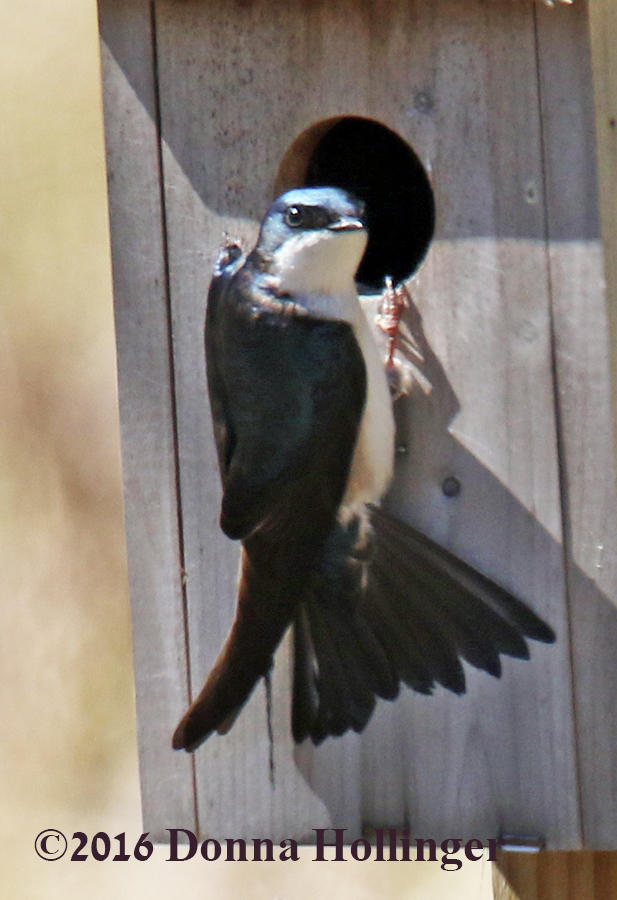 Female Swallow checking out the Nesting Box