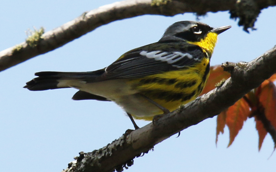 Magnolia Warbler