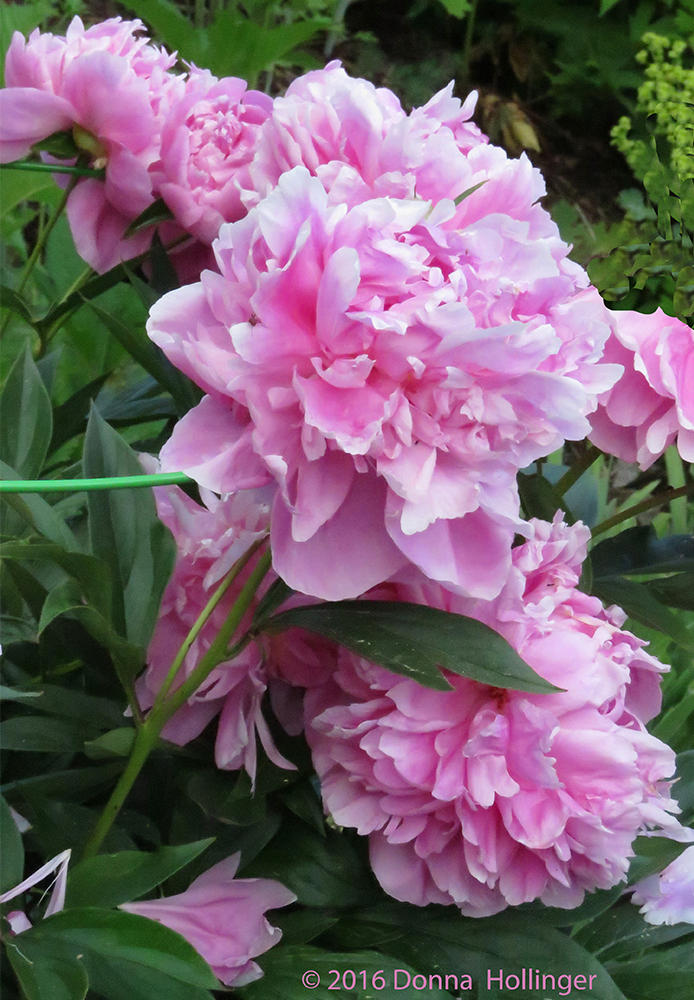 Peonies opening in my garden