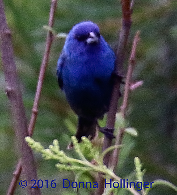 indigo Bunting Foraging