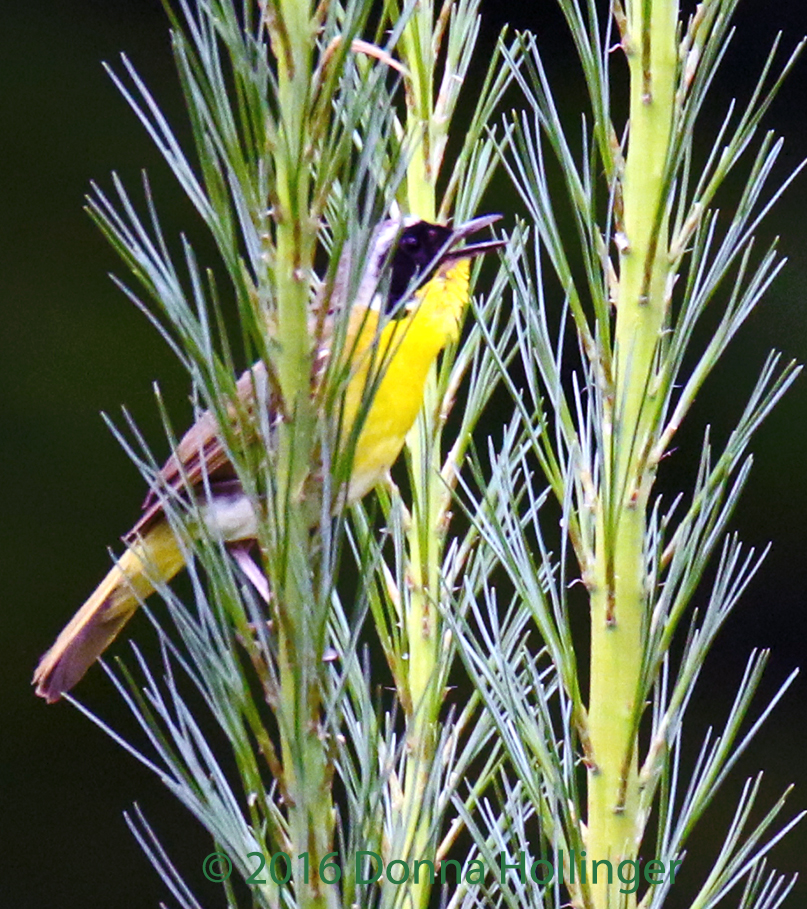Common Yellowthroat Male Singing