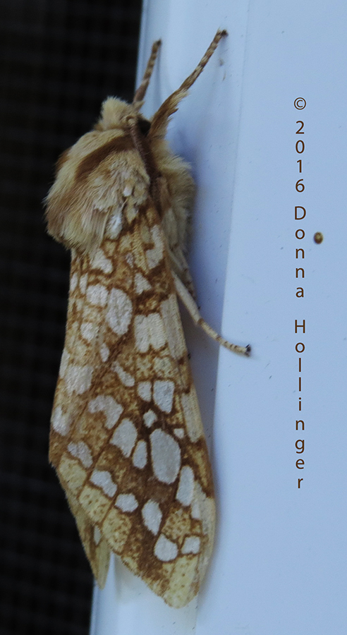 Night Visitor:  Hickory Tussock Moth