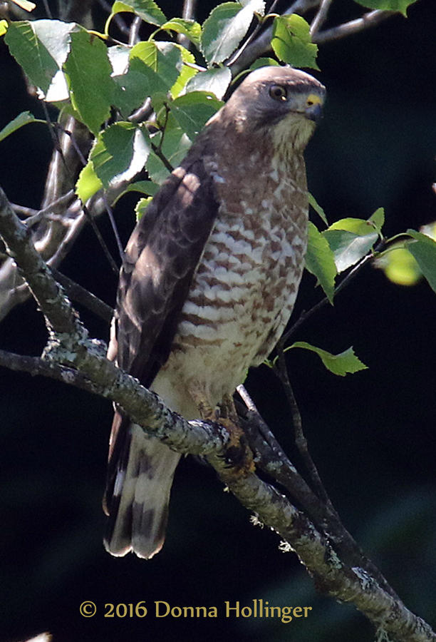 Immature Red Tailed Hawk