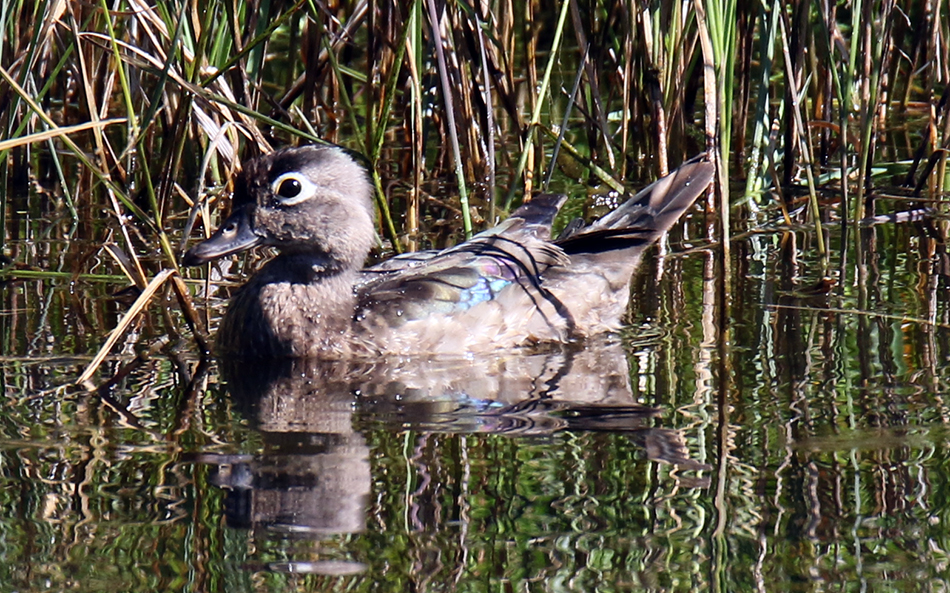 Wood Duckling on our Pond