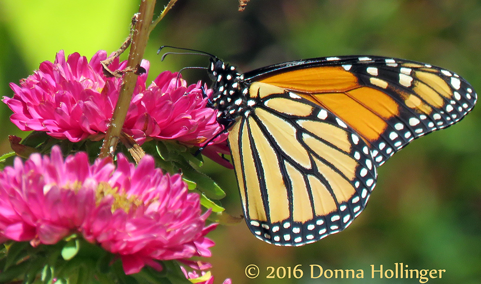 Aster with Monarch Butterfly