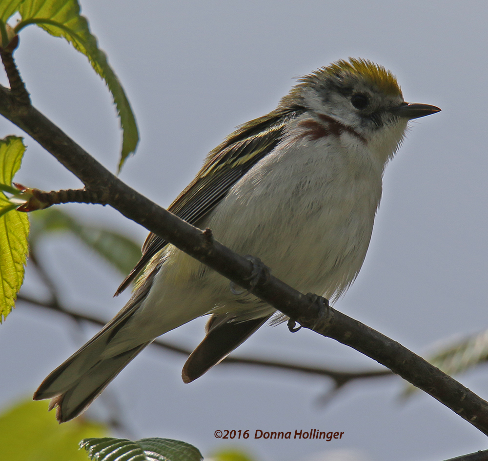 Female Chestnut Sided Warbler