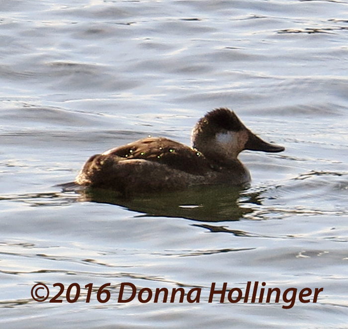 Ruddy Duck After a Dive