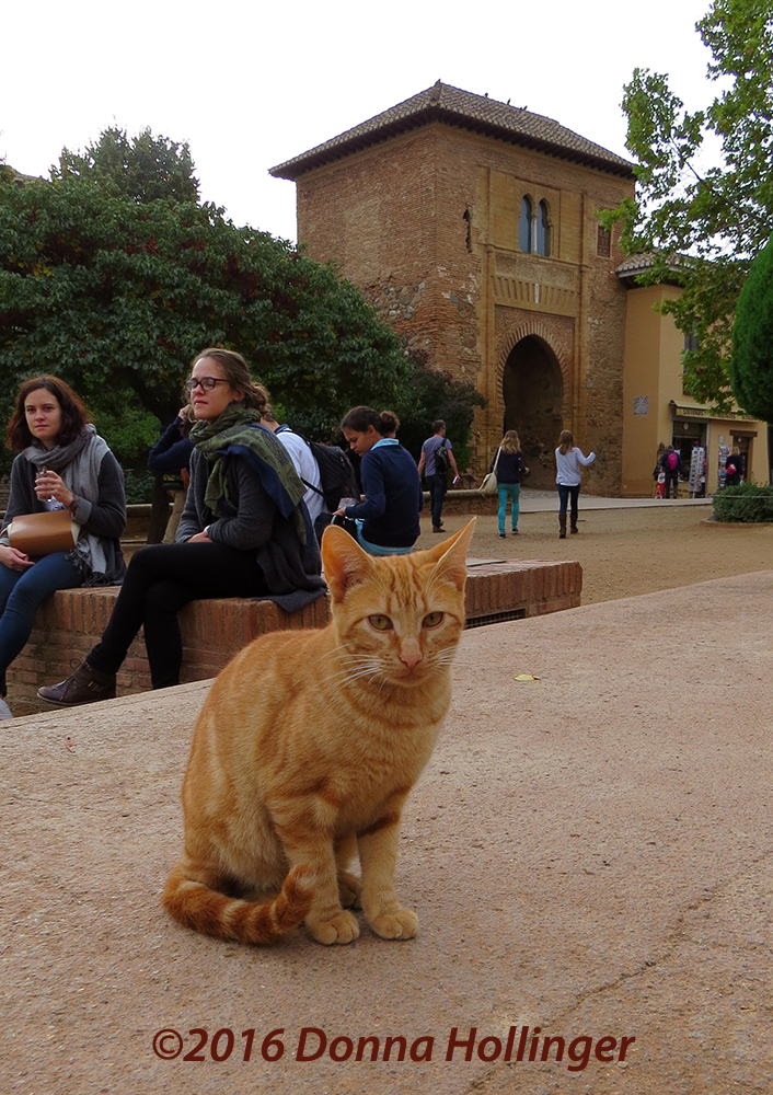 Tiger Kitten in the Forecourt to Alhambra