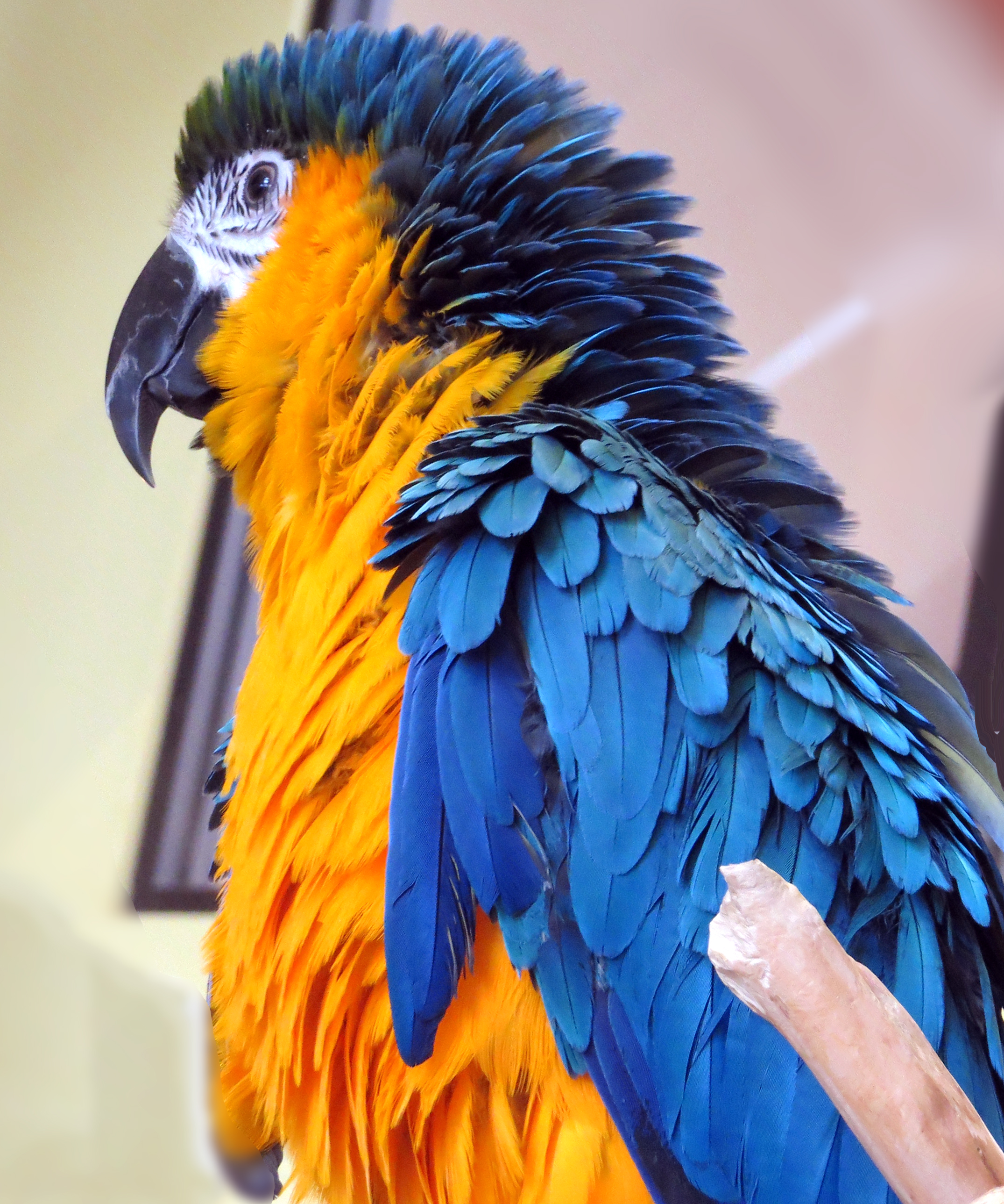 Macaw