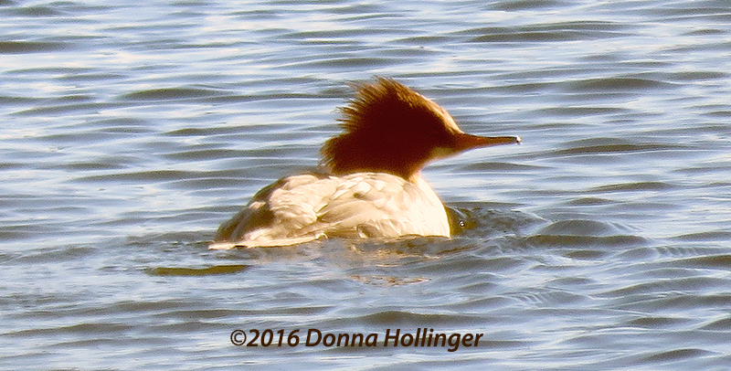 Common Merganser Female