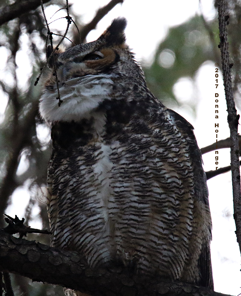 As He Was Hooting, He Extended his Throat Feathers (white)