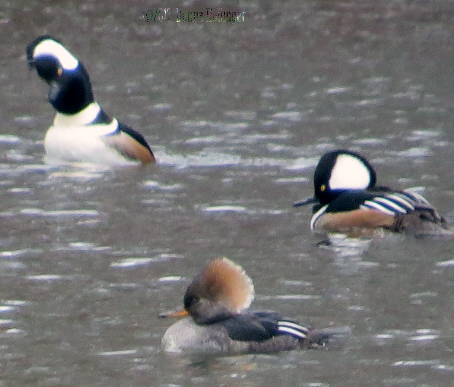 Three Hooded Mergansers, the left one is starting a mating display
