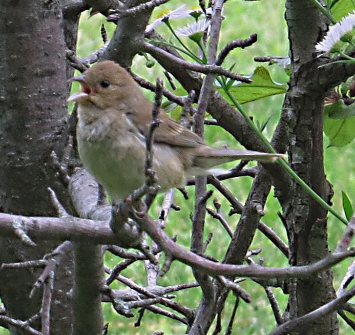 Female Indigo Bunting Mate to the male above 