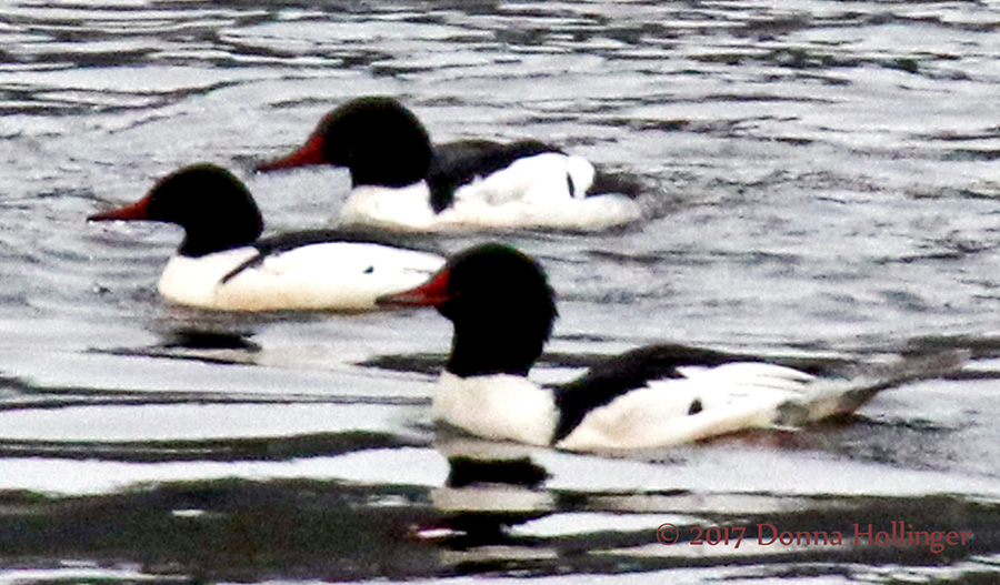 Three Common Mergansers Without a Fish