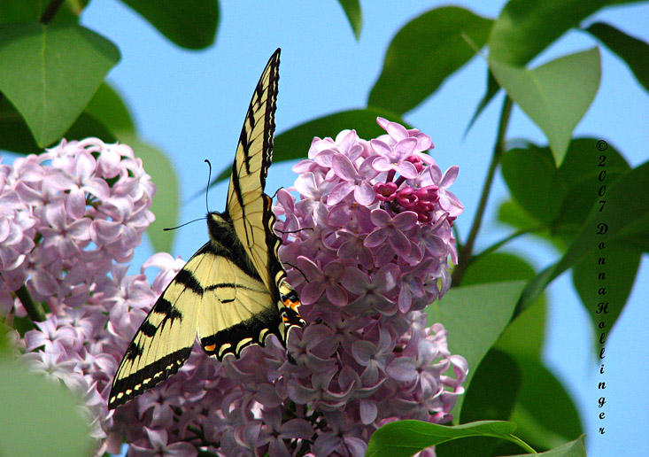 Tiger Swallowtail on Lilac