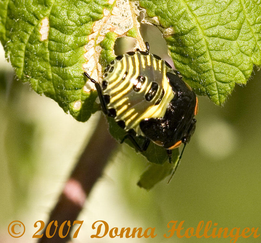 Green Stink Bug nymph - Acrosternum hilare