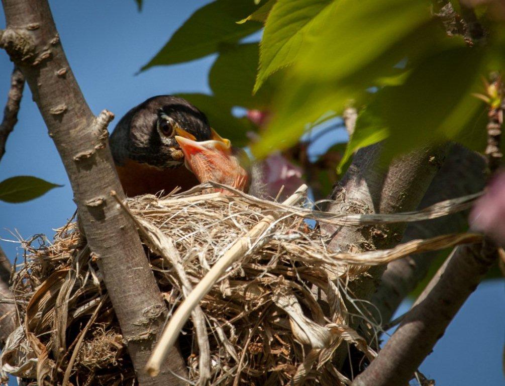 Robin breakfast.jpg