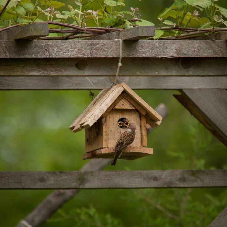 sparrow family.jpg