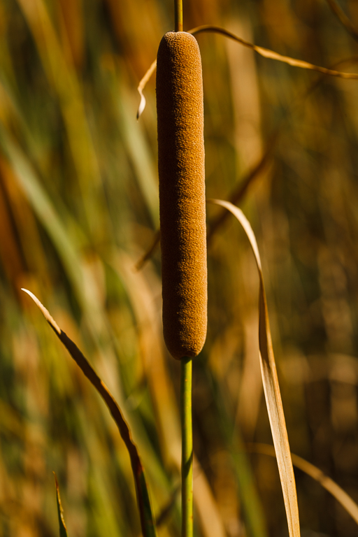 Flint Hills 2013-0826.jpg