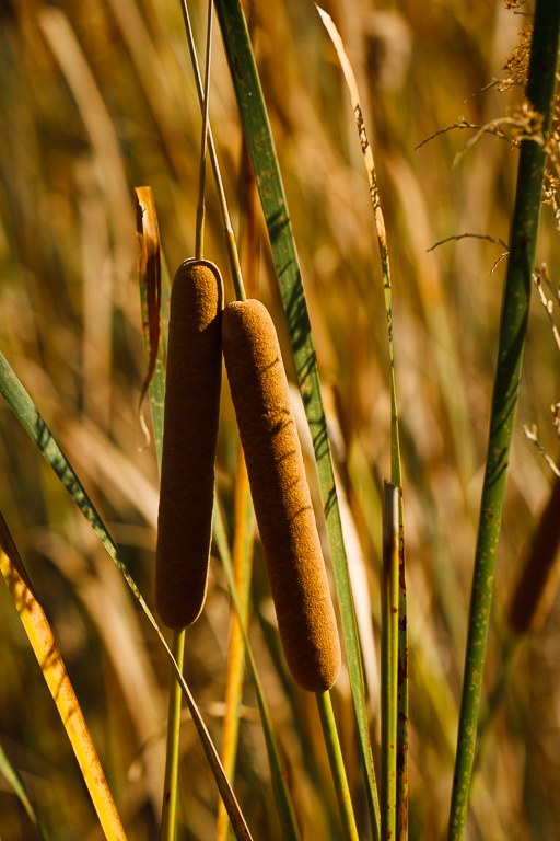 cat tails.jpg