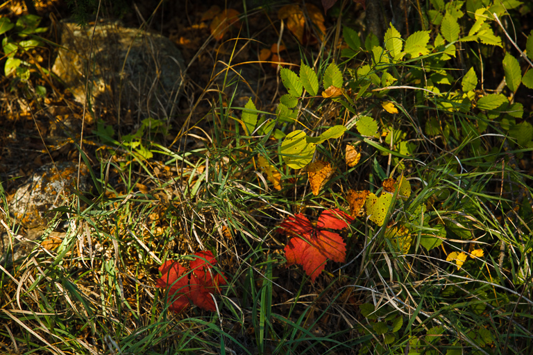fall is begining.jpg