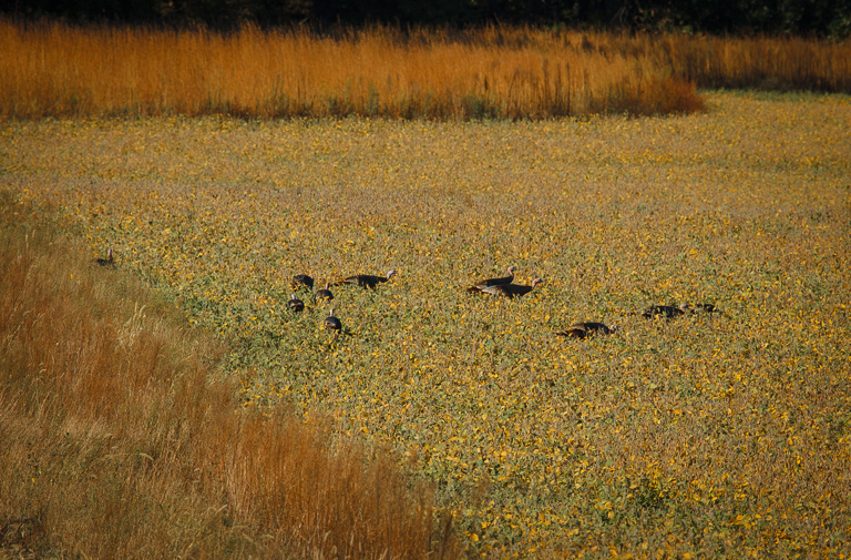 paradise for a wild turkey.jpg