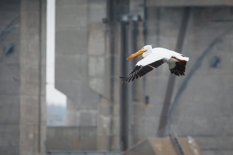 2jstroup.pelican.dam.2.16.2014.jpg
