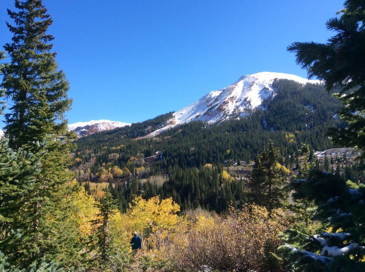 Aspens n snow.jpg