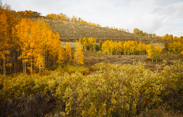 fall Aspens.jpg