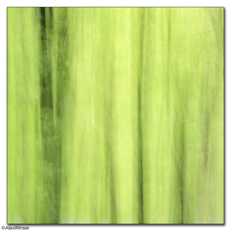 Beech Abstract