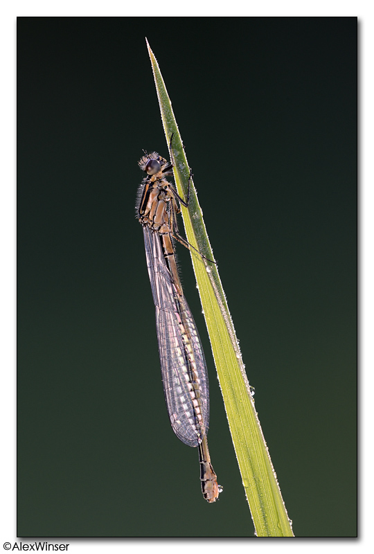 Azure Damselfly (Coenagrion puella)