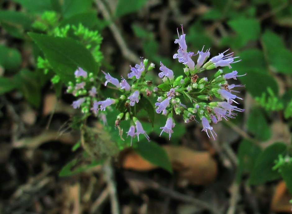 Cunila origanoides