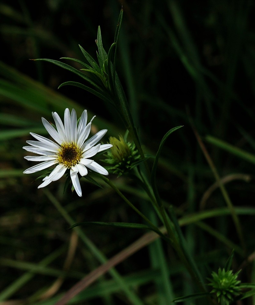 Eurybia hemispherica
