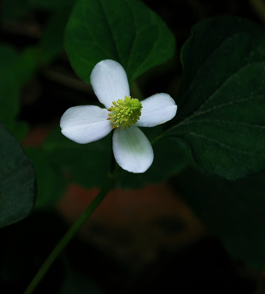 Houttuynia cordata