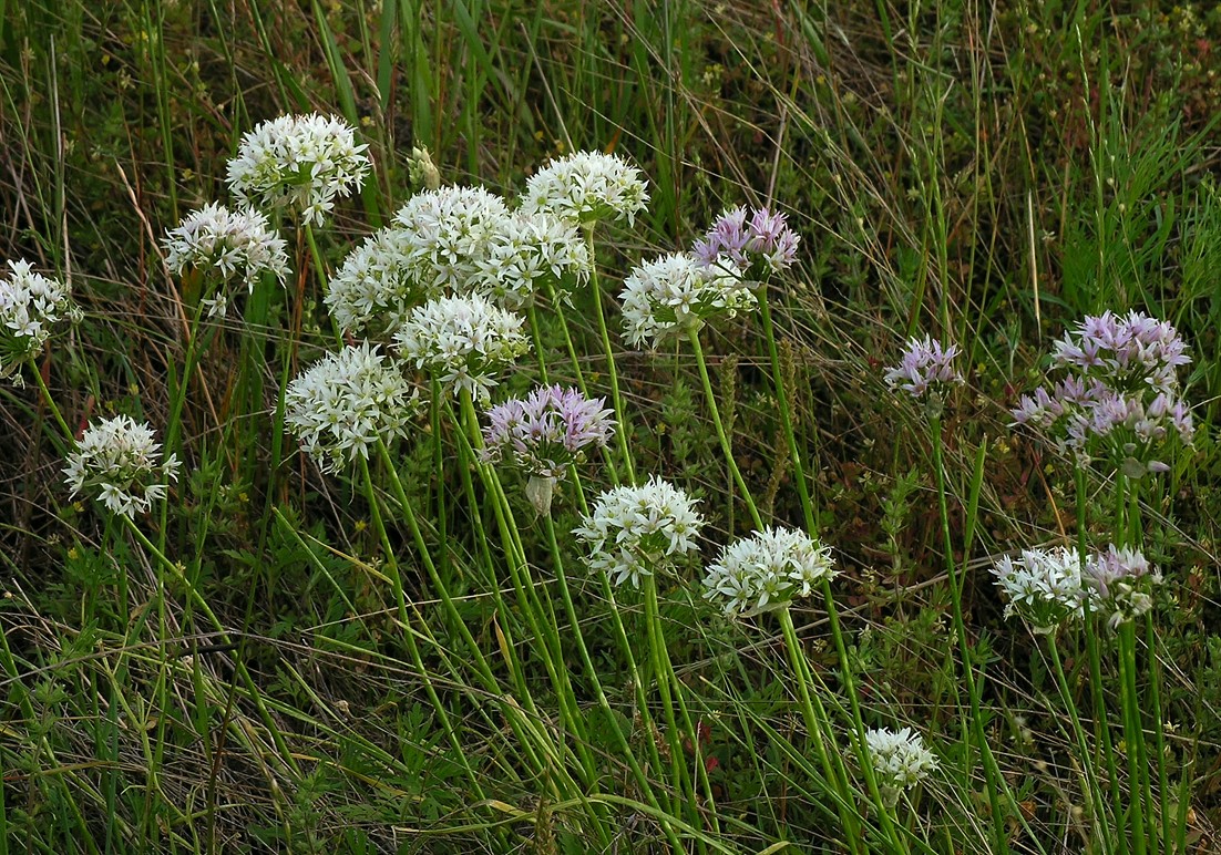 Allium canadense var. canadense