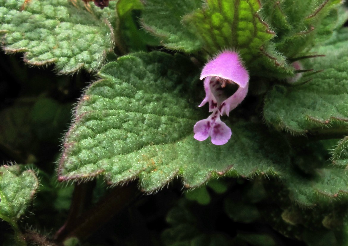 Lamium purpureum