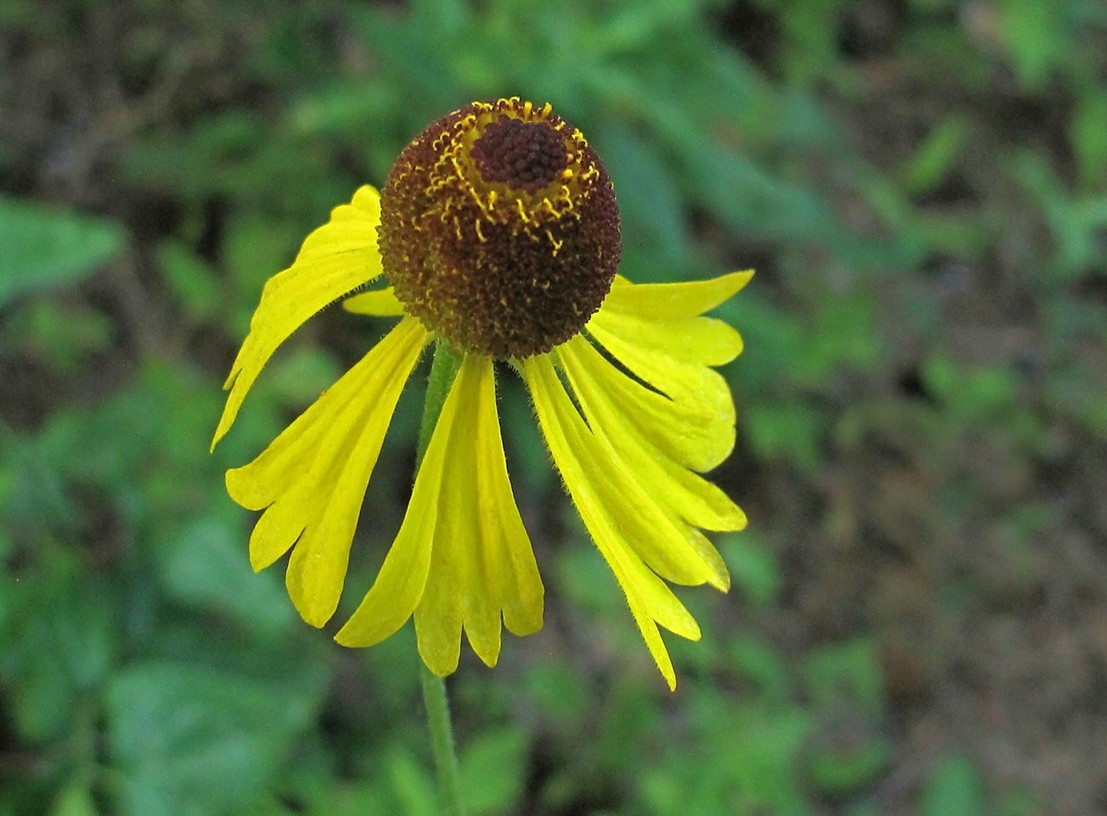 Helenium campestre