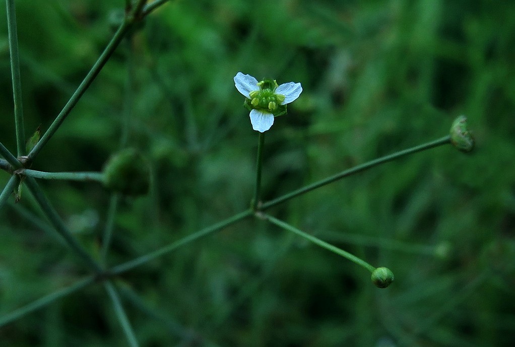 Alisma subcordatum
