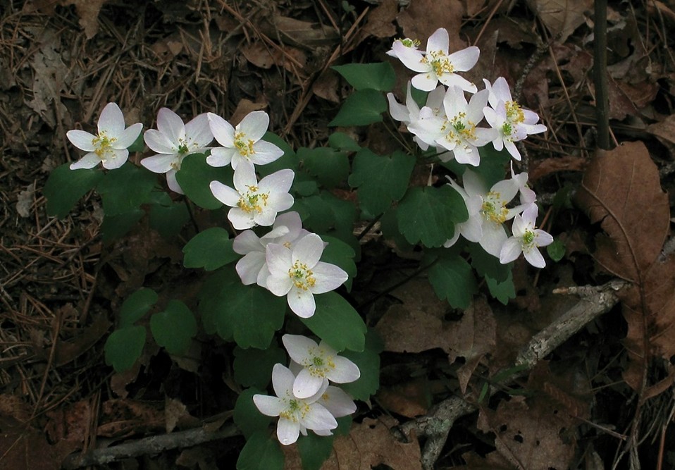 Thalictrum thalictroides