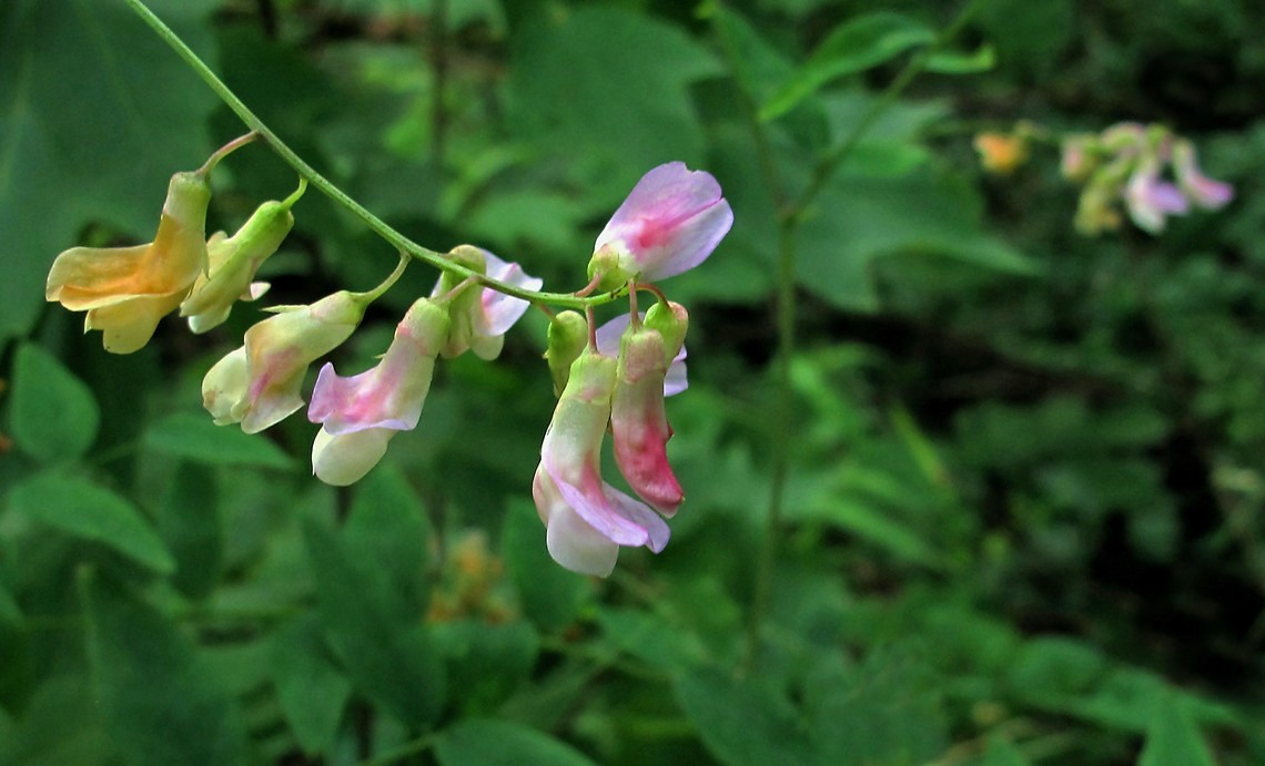 Amphicarpaea bracteata