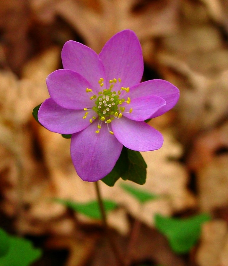 Thalictrum thalictroides  