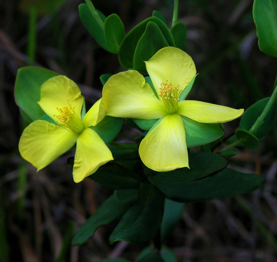 Hypericum crux-andreae