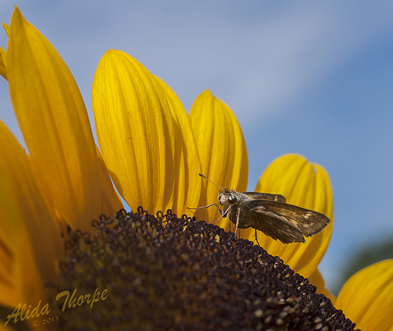 moth on sunflower