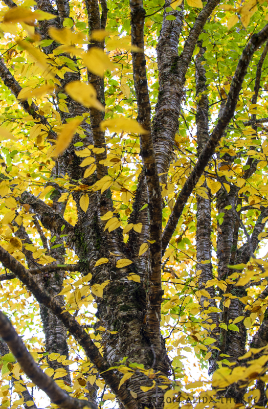 Changing Birch