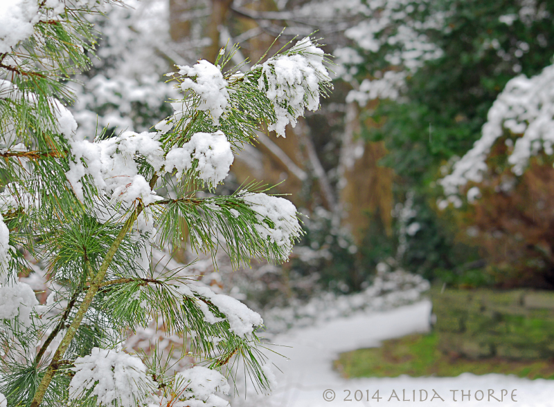 snowy branches