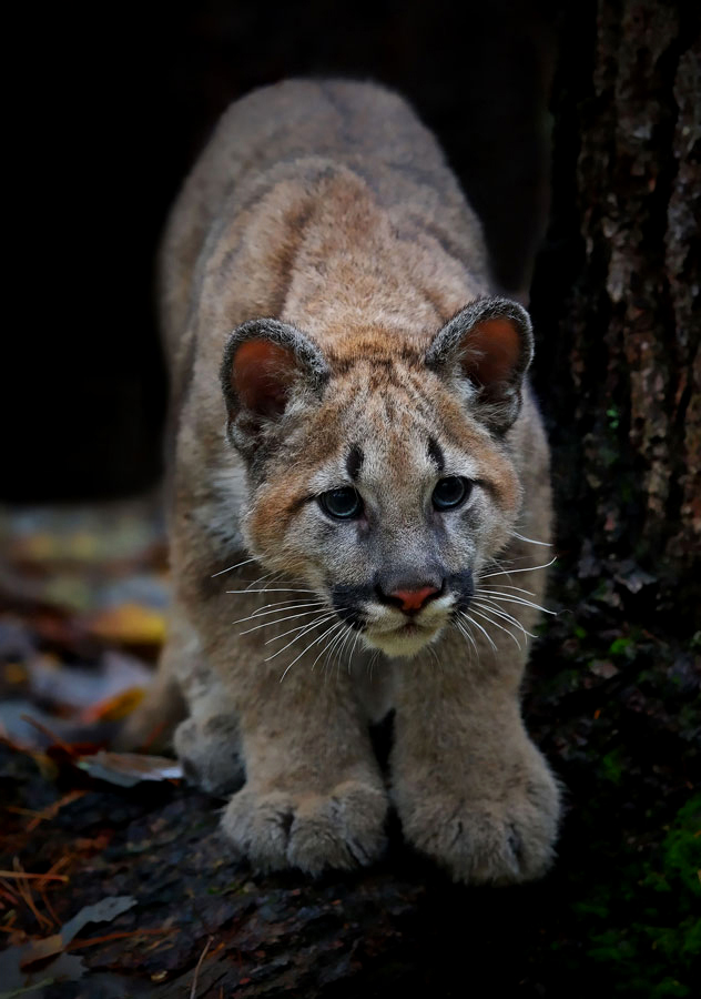 Baby Cougar