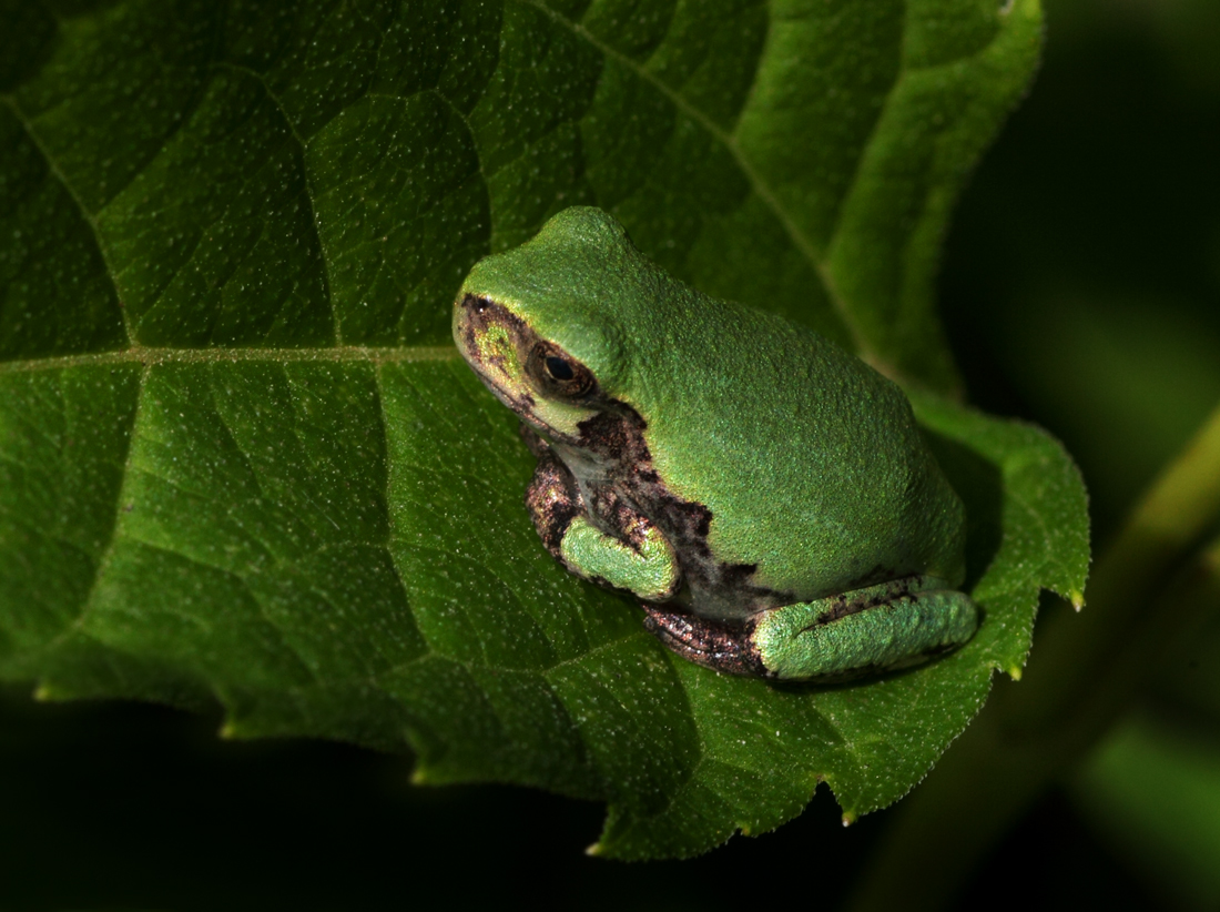 Grey Treefrog (Hyla Versicolor)