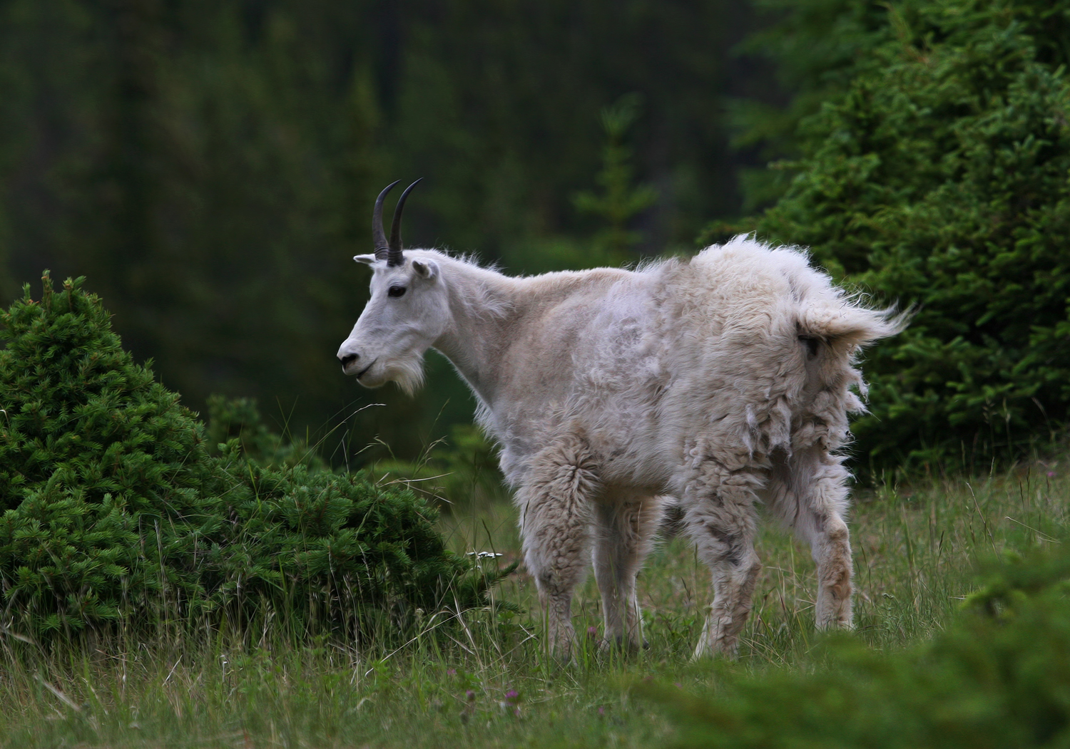 Mountain Goat