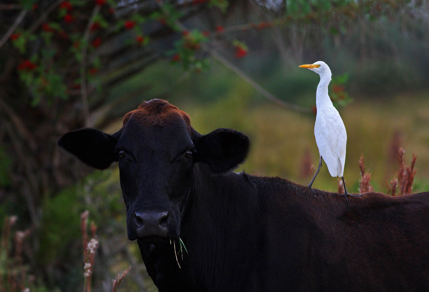 Cattle Egret